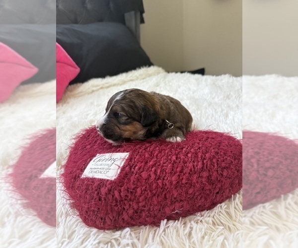 Medium Photo #116 Bernedoodle Puppy For Sale in BELMONT, NC, USA