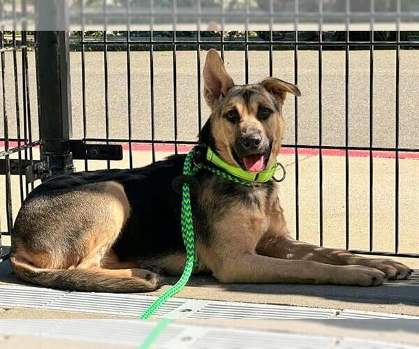 Medium Photo #1 German Shepherd Dog-Unknown Mix Puppy For Sale in Sacramento, CA, USA