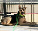 Small German Shepherd Dog Mix
