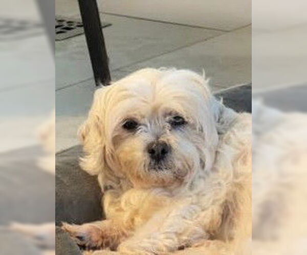 Medium Photo #3 Lhasa Apso Puppy For Sale in Wheaton, IL, USA