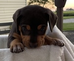 Small Photo #19 Catahoula Leopard Dog Puppy For Sale in GERMANTOWN, IL, USA