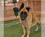 Small #1 German Shepherd Dog Mix