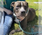 Small #2 American Pit Bull Terrier