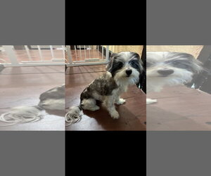 Rosie - Female Shih Tzu-Unknown Mix Dog for Adoption - Photo #3