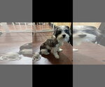 Small Photo #3 Shih Tzu-Unknown Mix Puppy For Sale in Harrisburg, PA, USA