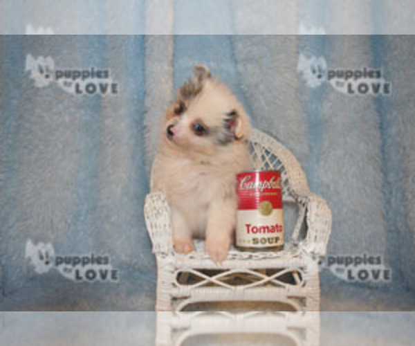 Medium Photo #15 Pomeranian Puppy For Sale in SANGER, TX, USA