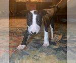 Small Photo #2 Bull Terrier Puppy For Sale in FAYETTEVILLE, NC, USA