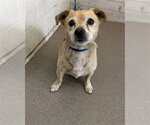 Small Chihuahua