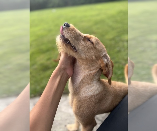 Medium Photo #5 Chi-Poo (Miniature) Puppy For Sale in BROCKTON, MA, USA