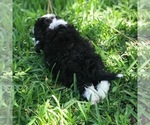 Small Photo #5 Aussiedoodle Miniature  Puppy For Sale in FORT MYERS, FL, USA