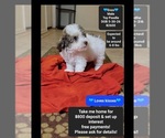 Image preview for Ad Listing. Nickname: Enzo