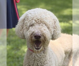 Mutt Dogs for adoption in Yardley, PA, USA