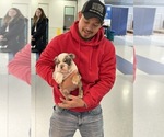 Small #5 French Bulldog