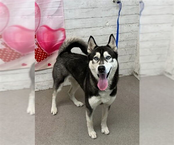 Medium Photo #1 Siberian Husky Puppy For Sale in San Bernardino, CA, USA