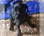 Small Great Dane