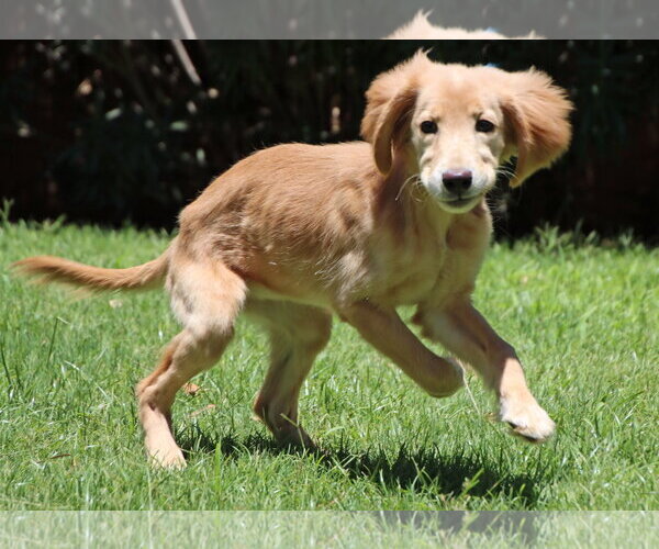 Medium Photo #4 Golden Retriever Puppy For Sale in Glendale , AZ, USA