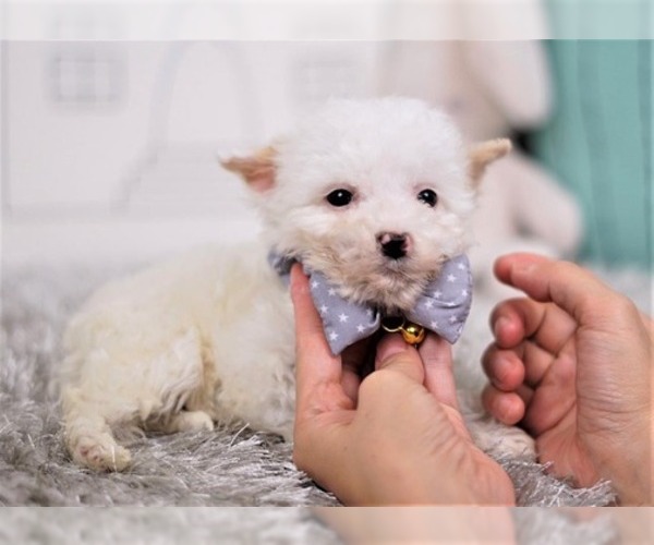 View Ad Maltipoo Mix Puppy for Sale near California