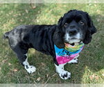 Small Photo #11 Cocker Spaniel Puppy For Sale in Arlington, VA, USA