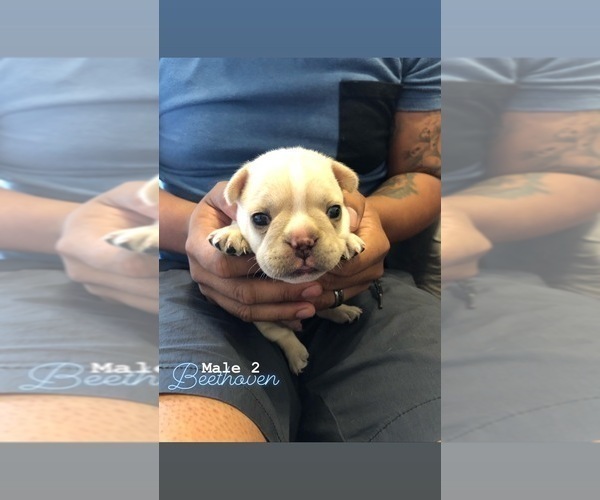 Medium Photo #1 French Bulldog Puppy For Sale in FORT STEWART, GA, USA