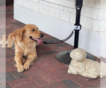 Small Photo #1 Golden Retriever Puppy For Sale in MOORESVILLE, NC, USA
