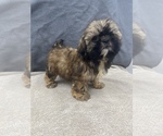 Small Photo #28 Shih Tzu Puppy For Sale in SAINT AUGUSTINE, FL, USA