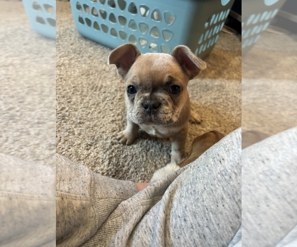 Medium Photo #7 French Bulldog Puppy For Sale in VIRGINIA BEACH, VA, USA