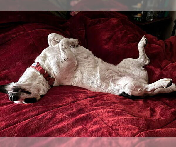 Medium Photo #8 Basset Hound-Unknown Mix Puppy For Sale in Deepwater, NJ, USA