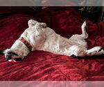 Small #7 Basset Hound Mix