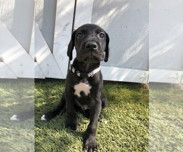 Medium Photo #5 Great Dane Puppy For Sale in LAS VEGAS, NV, USA