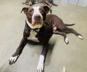 Spice - Male American Pit Bull Terrier-Unknown Mix Dog for Adoption - Photo #8