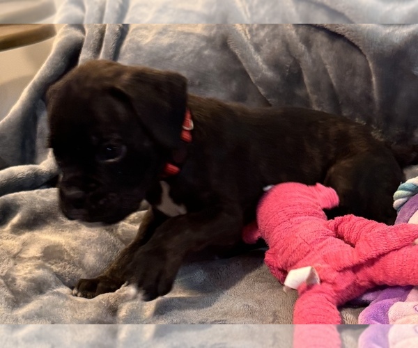 Medium Photo #6 Boxer Puppy For Sale in LANSING, MI, USA