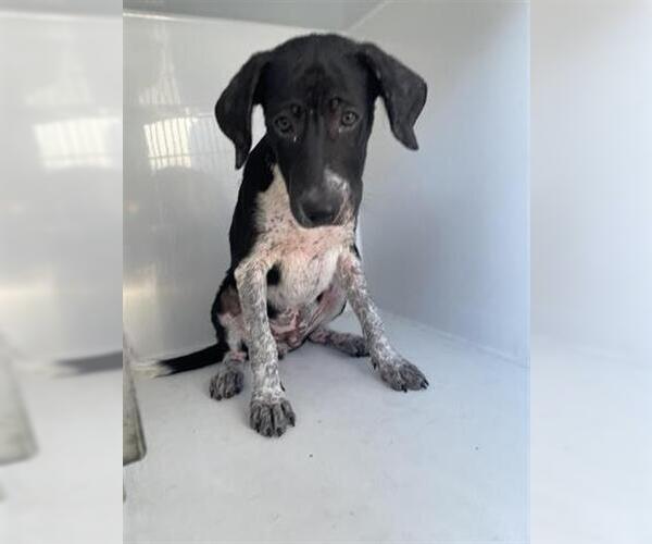 Medium Photo #1 German Shorthaired Pointer-Pointer Mix Puppy For Sale in Houston, TX, USA