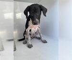 Small German Shorthaired Pointer-Pointer Mix
