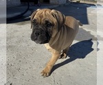 Puppy Pink Bullmastiff