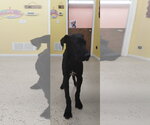 Small #2 Great Dane