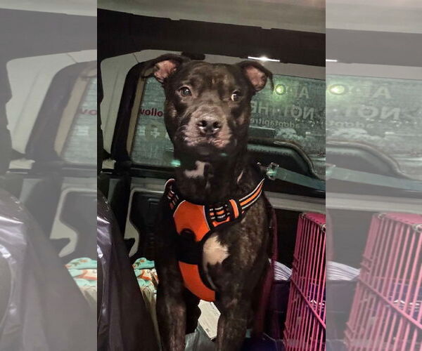 Medium Photo #17 American Pit Bull Terrier-Unknown Mix Puppy For Sale in Germantown, OH, USA