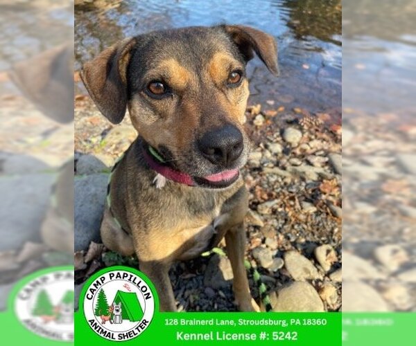 Medium Photo #3 Mutt Puppy For Sale in Stroudsburg, PA, USA