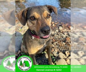Chase - Male Mutt Dog for Adoption - Photo #3