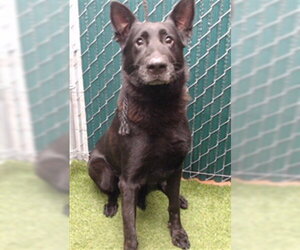 German Shepherd Dog Dogs for adoption in Downey, CA, USA