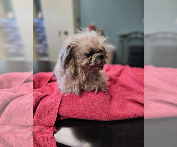 Medium Photo #2 Maltese-Unknown Mix Puppy For Sale in Rockwall, TX, USA