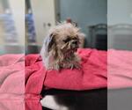 Small #1 Maltese Mix