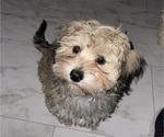 Small #12 Maltipoo (Miniature)