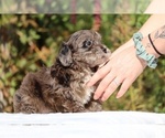 Small #27 ShihPoo