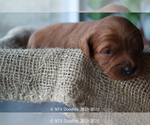 Small Photo #9 Goldendoodle Puppy For Sale in DENISON, TX, USA