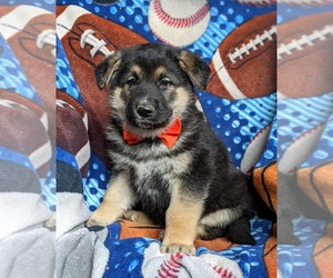 German Shepherd Dog Puppy for sale in OXFORD, PA, USA