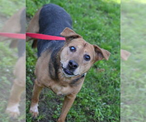 Mutt Dogs for adoption in Enfield, CT, USA
