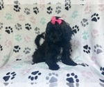Small #4 ShihPoo