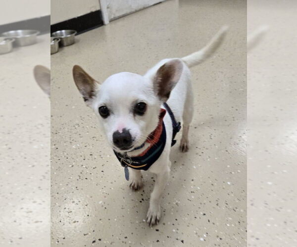 Medium Photo #3 Chihuahua Puppy For Sale in Mundelein, IL, USA