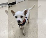 Small #2 Chihuahua