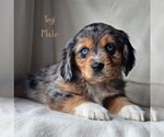 Small Photo #7 Cavalier King Charles Spaniel-Miniature Australian Shepherd Mix Puppy For Sale in GILBERT, AZ, USA